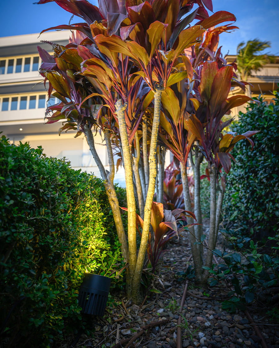 Oasis Black Garden Spike Light Uplighting Cordyline Plant