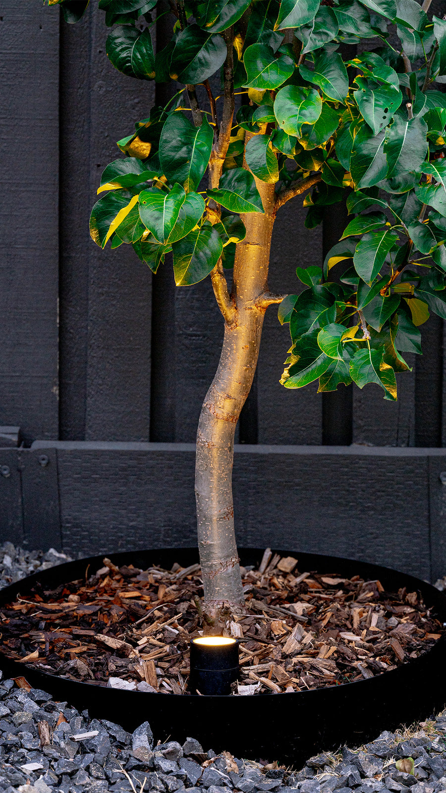 Garden Spike Light Uplighting Feature Tree