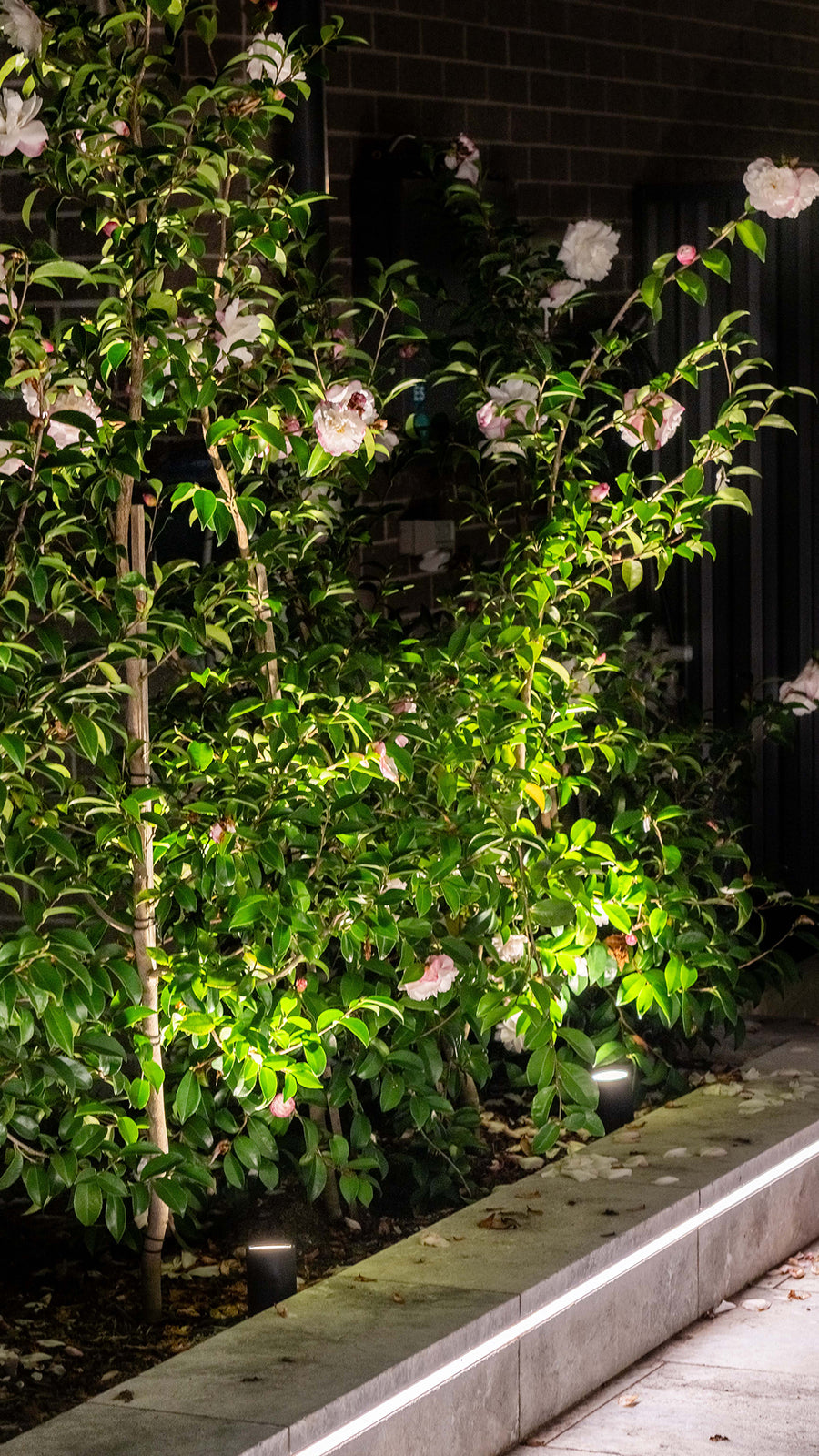 Havit Garden Spike Lights and LED Strip Uplighting Flowering Camellia Trees at Night