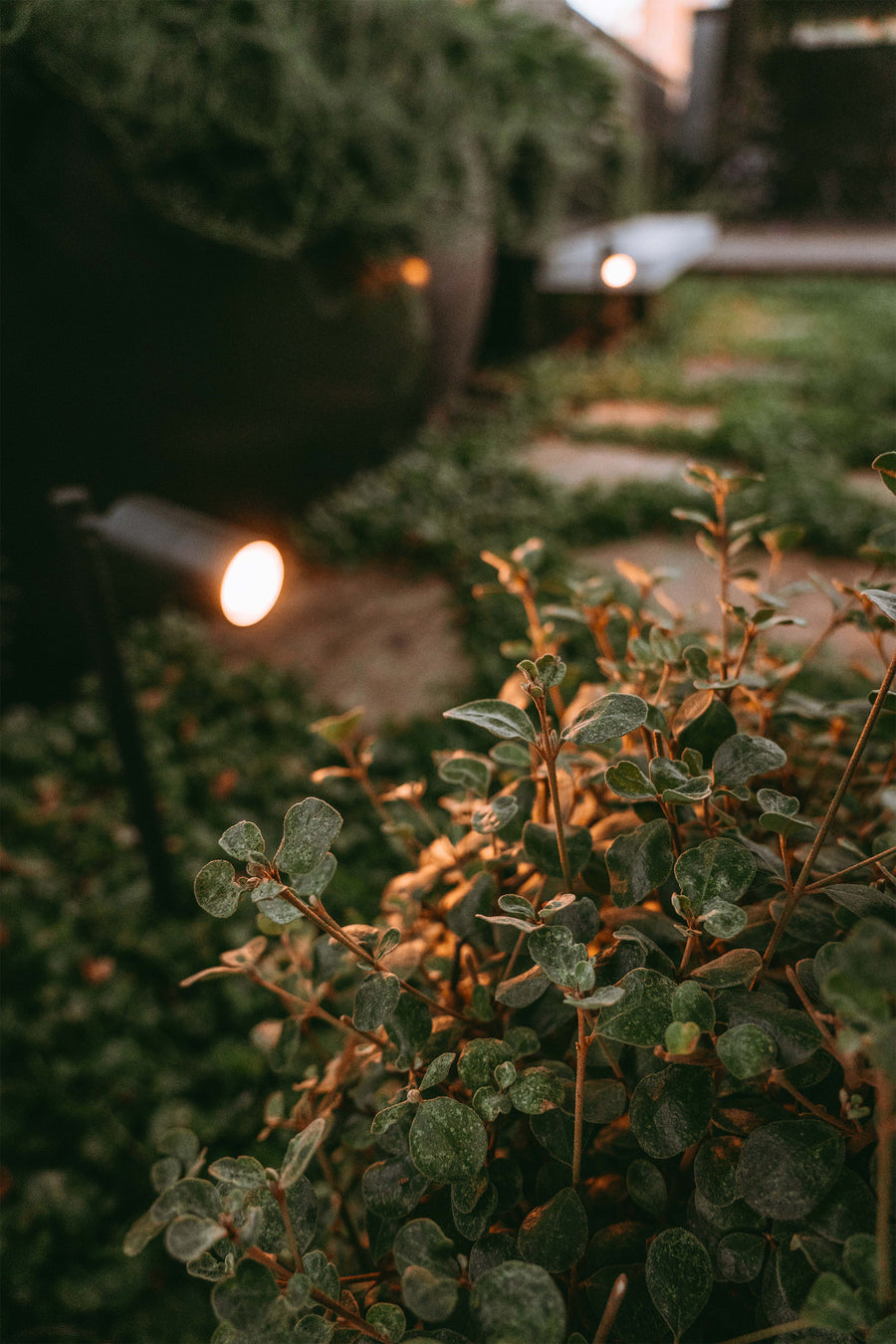 Warm LED spike lights glowing in a garden at dusk